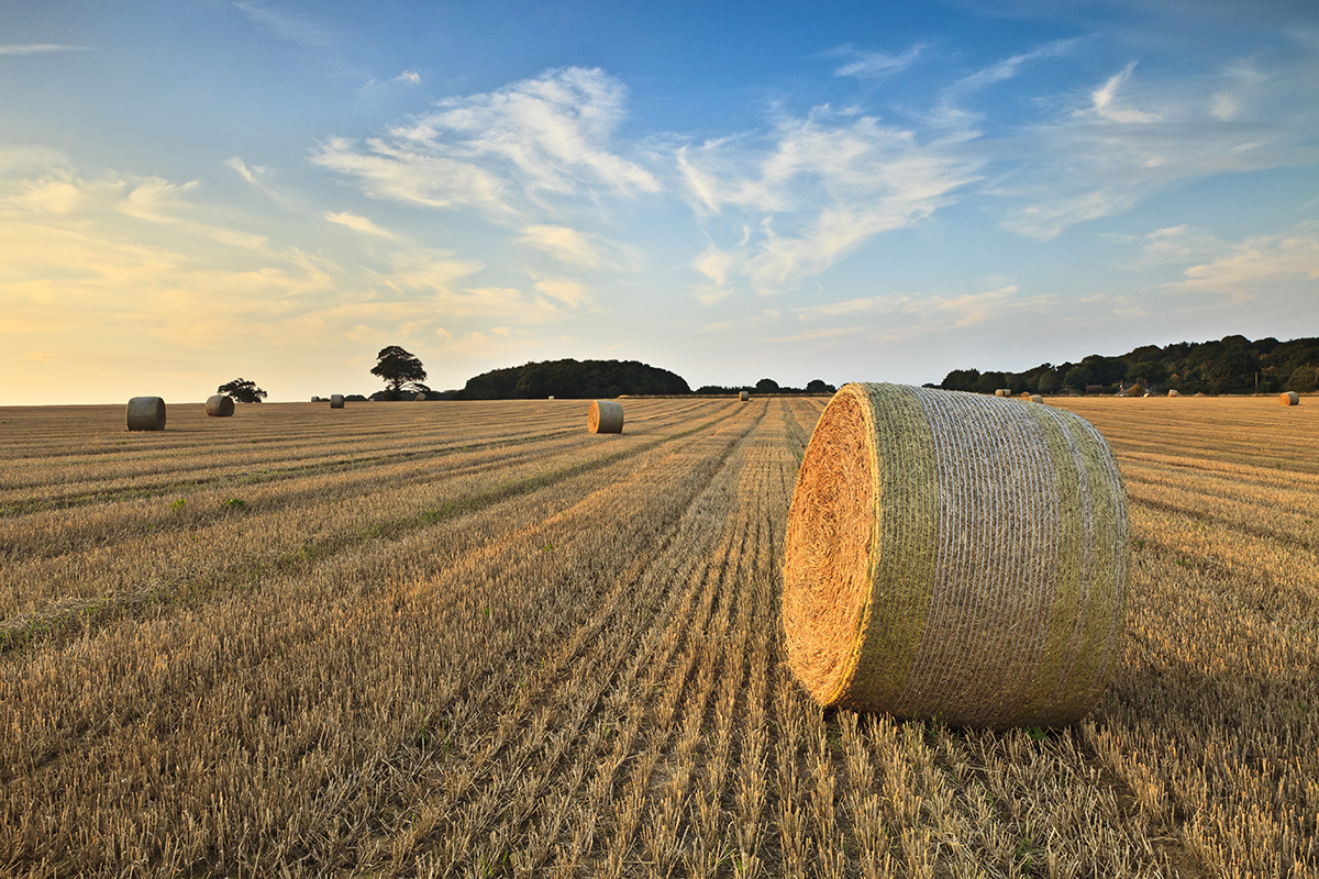 Grain Wheat Field Shutterstock 90405553